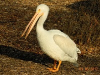 American White Pelican image